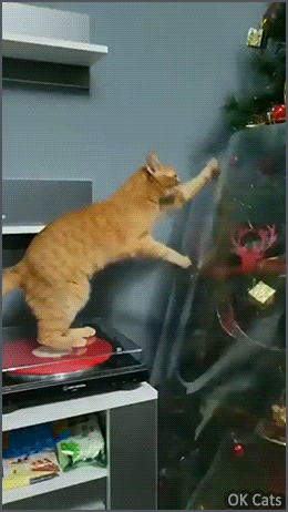 Christmas Cat GIF • OMG, poor cat, he's so SAD, he's crying... No Xmas tree for him this year [ok-cats.com]