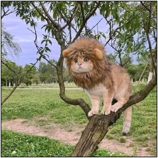 simba lion king