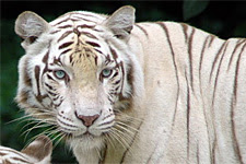 White tiger