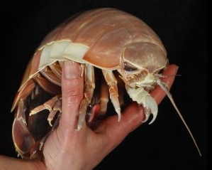 'Isopod' Kecoa Raksasa Paling Terbesar di Dunia