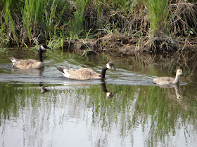 Family of Geese