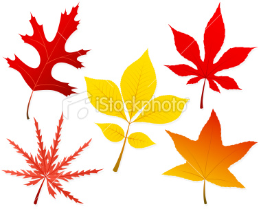 Free Printable Fall Leaves