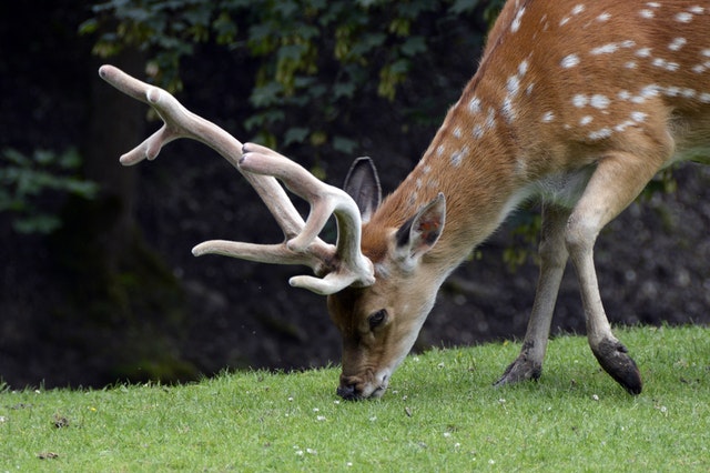 nature-photography-deer