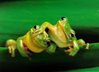 Frogs images