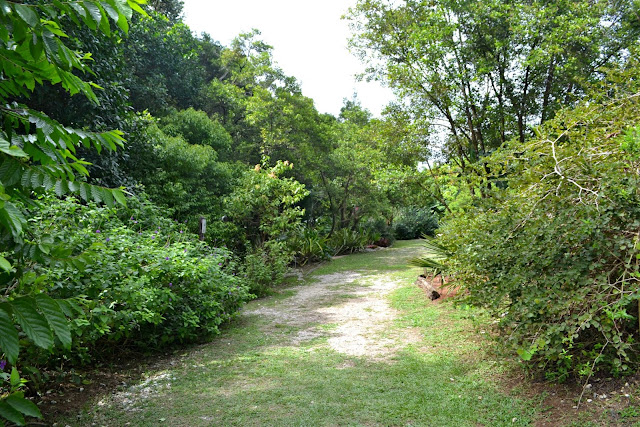 Guyane, Jardin botanique, Macouria, orchidée