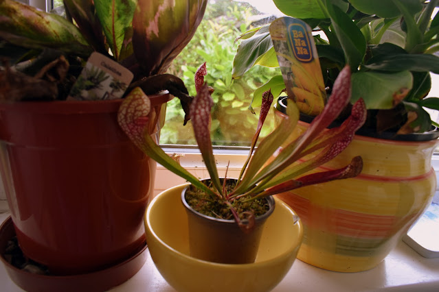 Sarracenia Or Pitcher Plant with houseplants