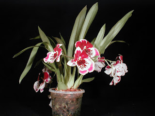 Miltonia Orkid