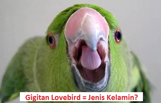 INI DIA !!! Tau Jenis Kelamin Lovebird dari Gigitannya