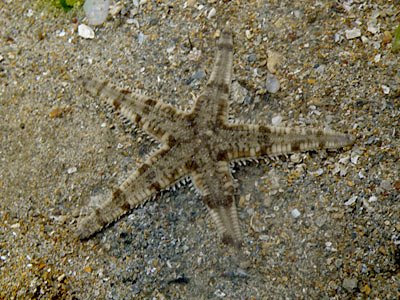 Sand-sifting Sea Star (Archaster typicus)