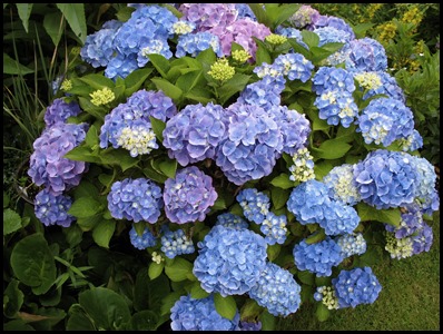 Hydrangea_macrophylla_02