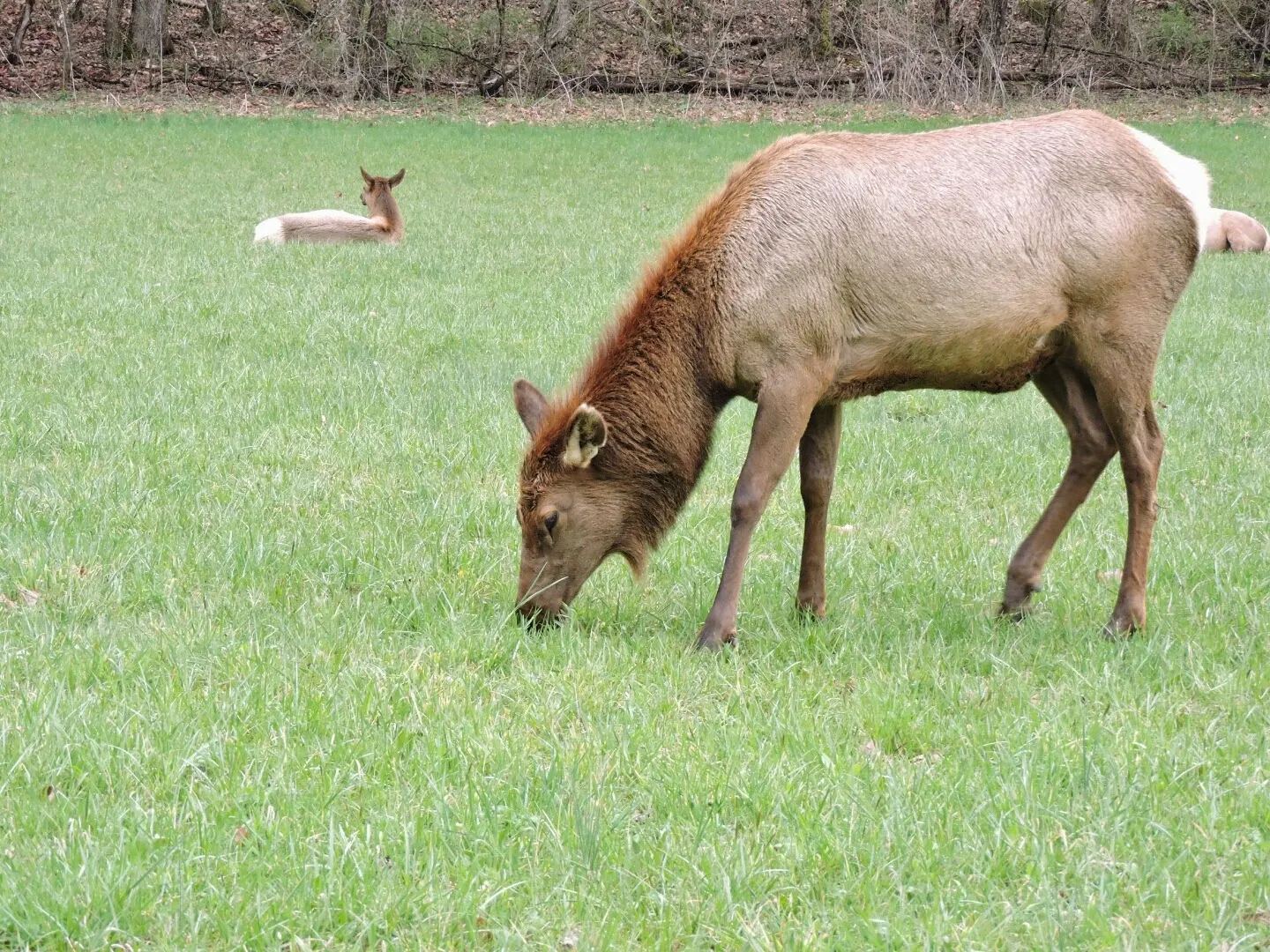 Spring Break at the Smoky Mountains Tennessee  (elks on a mountains)  via www.productreviewmom.com