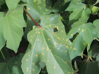 The top of a cotton leaf with rust colored spots surrounded by a yellow halo