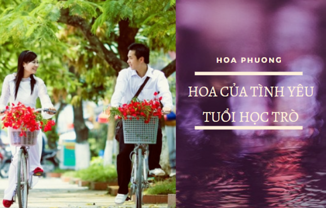 Hoa phượng không có lỗi, hãy tìm giải pháp thay vì đốn hạ!