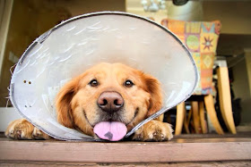 Cute dogs - part 3 (50 pics), cute dog with cone of shame