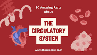 Top 10 Amazing Facts About the Human Circulatory System
