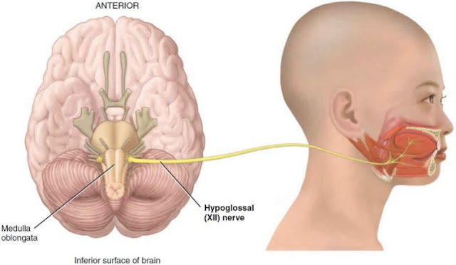 fungsi saraf hipoglosus dalam sistem saraf manusia dan bagaimana gangguan pada saraf ini dapat memengaruhi kemampuan kita dalam menggunakan lidah