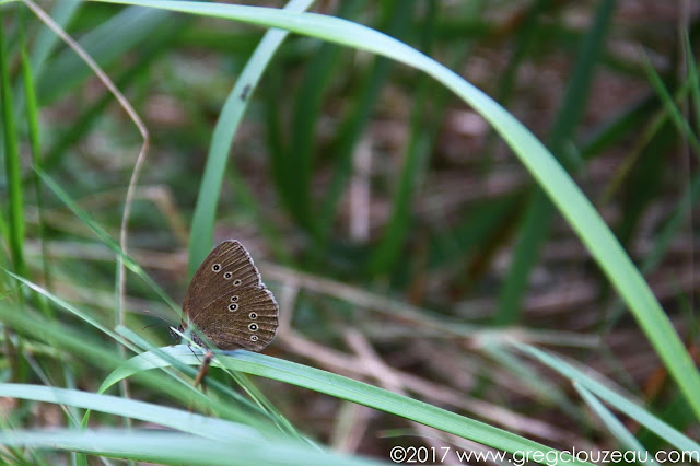 Le Tristan, Aphantopus hyperantus, Fontainebleau