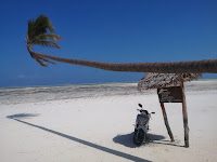 Plaża w Paje z wiszącą palmą