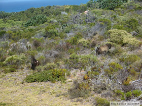 babuínos no Cabo da Boa Esperança