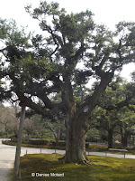 Old tree with a 'cane' - Kenroku-en Garden, Kanazawa, Japan