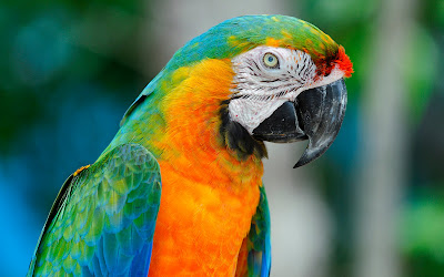 foto de loro en árbol 