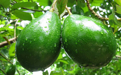 Amazing Health Benefits Of Avocado (Alligator Pear)