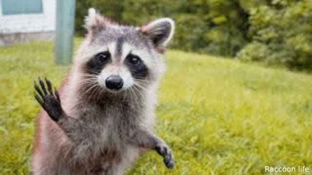 Answers about raccoon interesting questions