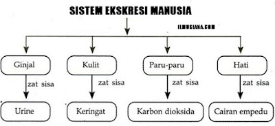  yang ada digunakan untuk mengeluarkan zat sisa hasil metabolisme Sistem Ekskresi Pada Manusia