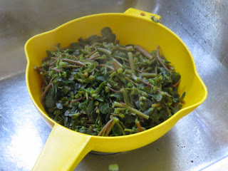 common purslane, hogweed