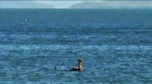 Plesiosaur Photographed Off Australian Coast