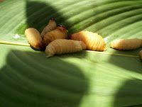 Пальмовые черви в кухне Эквадора