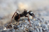 Mettez un peu d'huile de menthe poivrée dans les zones fréquentées par les fourmis