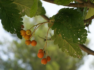 Alisier blanc - Sorbier des Alpes - Alisier de Bourgogne - Alouchier - Sorbus 