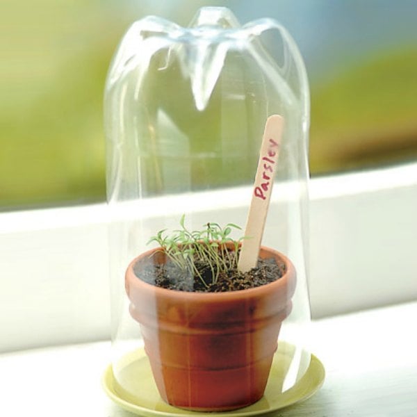 Mini greenhouse made from a 2-liter plastic bottle over a terracotta plant pot growing a seedling marked with a plant marker saying parsley