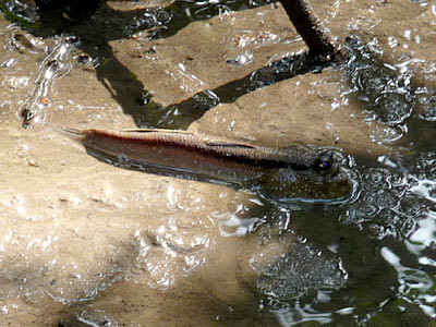 Giant Mudskipper (Periophthalmodon schlosseri)