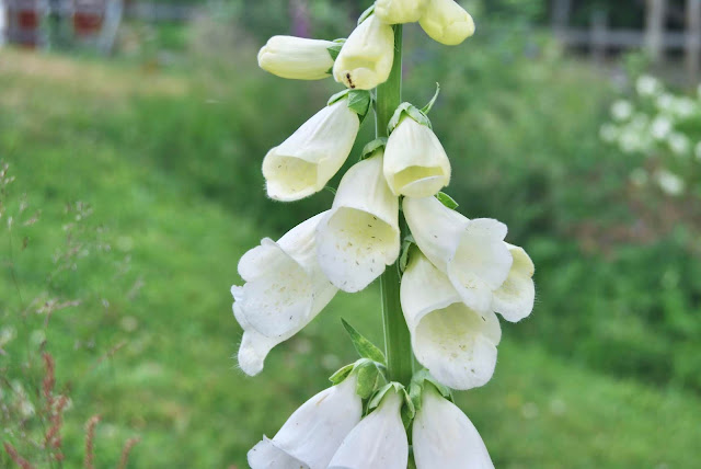 Lillium martagon Alba