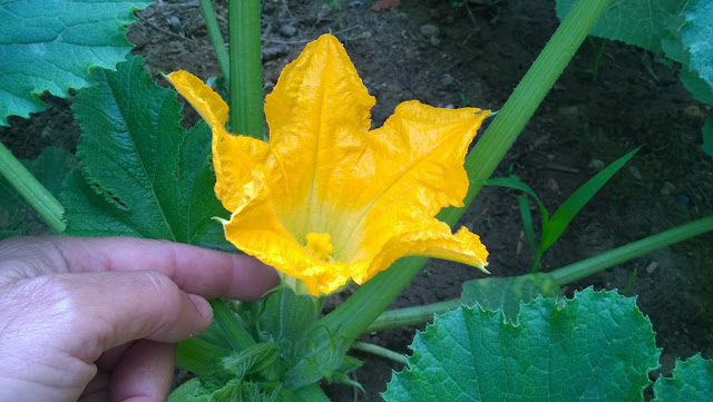 Here’s a picture of a female courgette flower. Notice it has a swollen  below the flower that looks like a little courgette. Inside the flower is the stigma, that receives the pollen from the male flower for successful fertilisation, usually pollinated by bee or other insect.