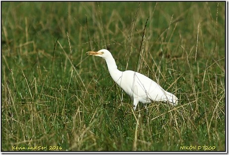 Slimbridge - October