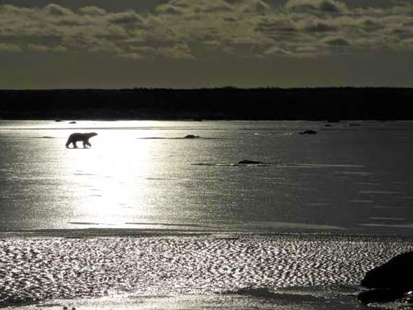 Seeing these creatures during the annual polar bear migration should be on your bucket list. - What Happens In This Remote Town Every October Is Frighteningly Awesome. I Had No Idea.