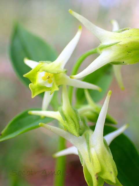 Halenia corniculata