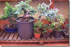 Terraza 02