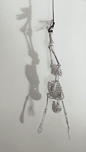 Skeleton, hanged upside down