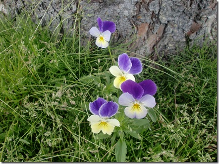 Juni- Juli 2012 196