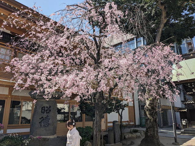 櫛田神社櫻花