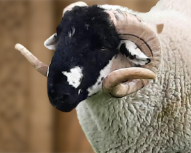 Lonk Sheep Origin, Characteristics, Wool & Meat Quality