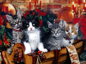 Merry Christmas Kittens