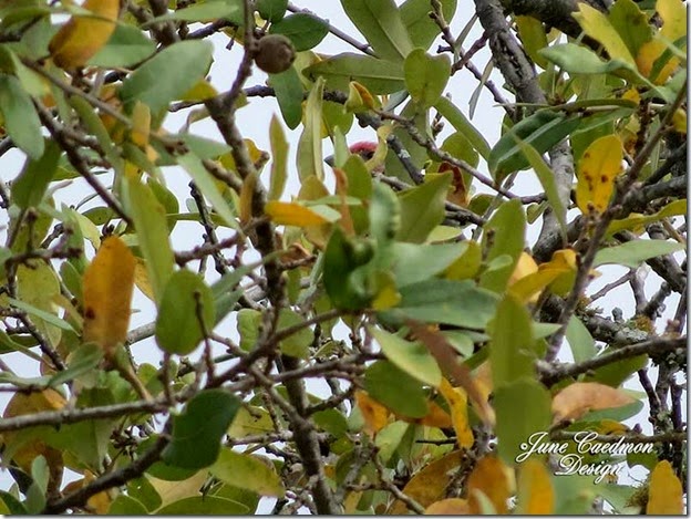 Songbird_Leaves