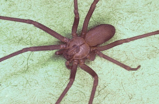 spider bites treatment. hobo spider bite treatment.