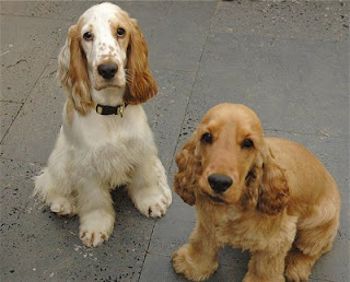 English Cocker Spaniel Puppy Pictures