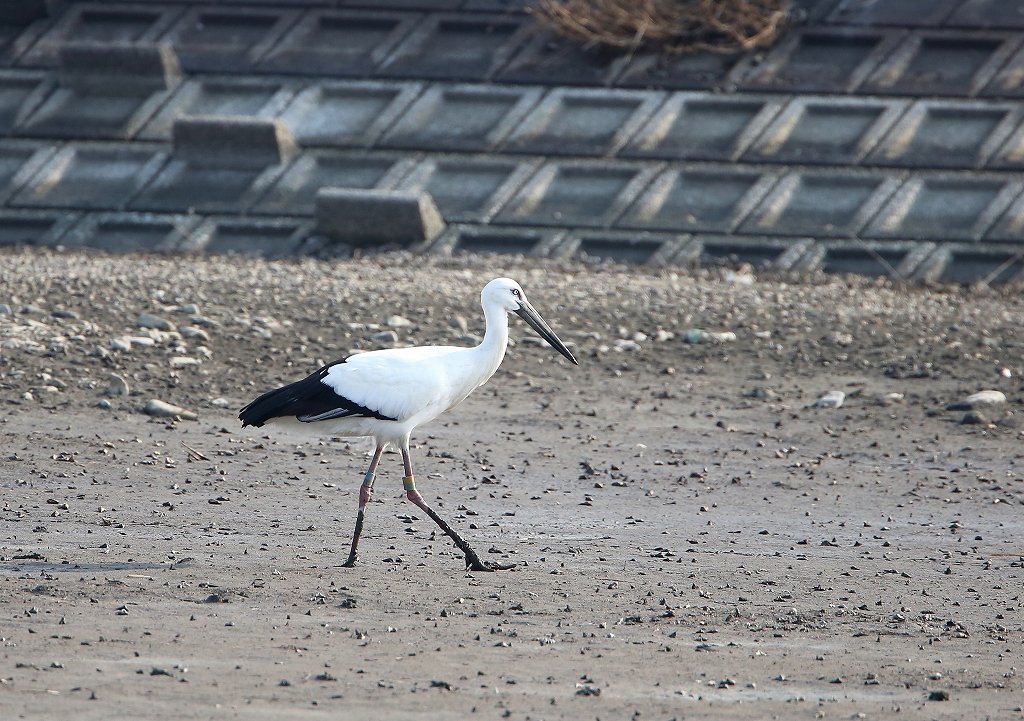 White　Stork